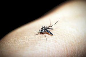 Plan de Choque Estratégico de actuaciones durante el mes de mayo para el control de mosquitos en Torrevieja
