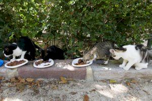 El Ayuntamiento de València reparte más de 9 toneladas de pienso a los colaboradores de colonias felinas
