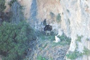 Localizado un nido de águila perdicera con tres crías en la Sierra de Bèrnia de Altea