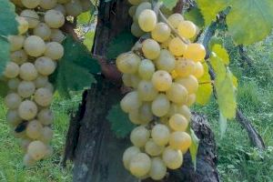 La Conselleria d'Agricultura reivindica davant el Govern que les ajudes al sector vitivinícola tinguen en compte les característiques de cada territori