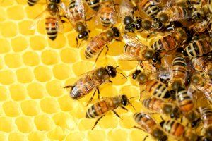 Agricultura destina 1,4 milions d'euros per a la millora de les condicions de producció i comercialització de la mel en la Comunitat Valenciana