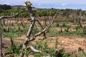 AVA-ASAJA alerta de que el 40% de los productores valencianos de frutales de hueso arrancarán tras la recolección por la crisis continuada de rentabilidad