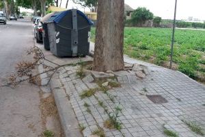 El Ayuntamiento plantará ejemplares de arce negro para sustituir los plataneros de una calle de Carpesa