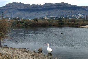 El Ayuntamiento de Altea continúa invirtiendo en el Plan de Mantenimiento de la desembocadura del río Algar y evaluando su estado ecológico