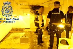 La Policía Nacional desmantela en Gandía un laboratorio-cultivo de  marihuana y detiene a cuatro personas