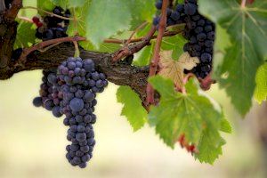 La Conselleria de Agricultura presenta sus alegaciones al borrador de ayudas al sector vitivinícola del Gobierno