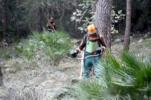 Las brigadas forestales de la Diputació retoman sus trabajos de silvicultura para prevenir incendios