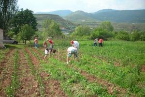 El Gobierno aprueba la prórroga de las medidas urgentes para la contratación temporal de trabajadores en el sector agrario