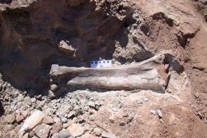 Hallan restos de dinosaurios saurópodos en Morella