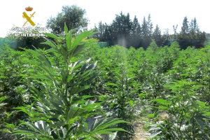 La Guardia Civil desmantela en Mula un cultivo ilícito de marihuana con más de 600 plantas