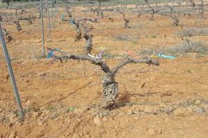 Investiguen nous tractaments respectuosos amb el medi ambient contra les malalties fúngiques de la fusta de la vinya