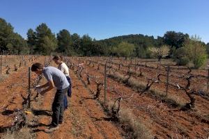 LA UNIÓ participa en una investigació europea sobre nous tractaments respectuosos del medi ambient contra les malalties fúngiques de la fusta de la vinya