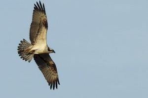 Denuncian la electrocución de un águila protegida en la Albufera de València
