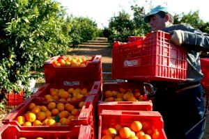 Los precios de la naranja aumentan un 80% pero los agricultores valencianos no lo perciben en sus ingresos