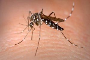 Elche refuerza las fumigaciones  en zonas donde se detecta una mayor proliferación de mosquitos adultos