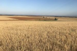 LA UNIÓ informa que se espera un aumento del 25% en la cosecha del cereal de la Comunitat Valenciana sobre la pasada campaña