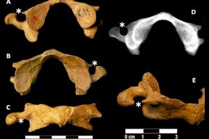 Un valenciano estudia qué provocó la desaparición de los neandertales, y esta es su conclusión
