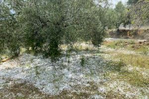 Las lluvias de este fin de semana cuestan al campo castellonense 2,5 millones de euros