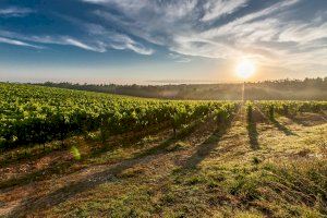 El Gobierno aprueba medidas extraordinarias por 90 millones de euros para paliar los efectos de COVID-19 en el sector vitivinícola