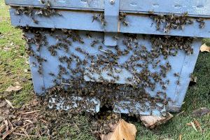 Bomberos y policía retiran una colmena con miles de abejas de un jardín en una vivienda de Alicante