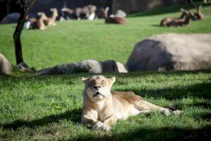 Muere Fa, la leona de BIOPARC Valencia y la más longeva de España