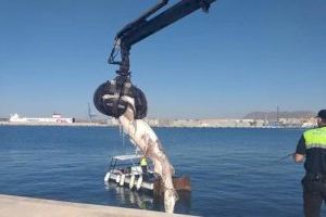 Aparece el cadáver de un tiburón de más de 3 metros en el puerto de Alicante