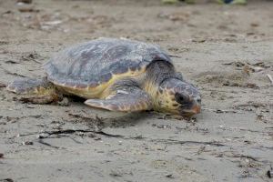 ¿Por qué podemos encontrarnos una tortuga marina desde hoy en nuestras playas?