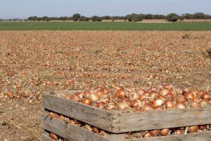 Mercadona prevé comprar 85.000 toneladas de cebollas de origen nacional para la campaña de 2020, un 6% más que en 2019