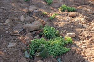 LA UNIÓ anima als viticultors de la Comunitat Valenciana a demanar les ajudes per la crisi del sector que finalitzen dimarts que ve
