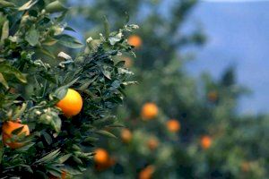 Estafa y venta ilegal de casi 300.000 kg de naranjas y caquis en la Ribera Alta
