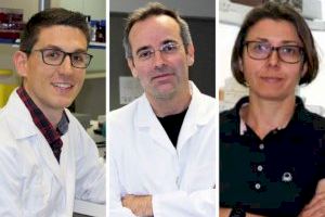 Investigadors valencians desenvolupen un fàrmac contra malalties autoimmunes