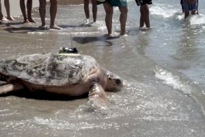 Ponen en libertad a la tortuga más grande registrada en el ARCA del Mar del Oceanogràfic