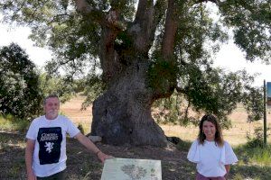La Diputación de Castellón pone en valor cinco árboles monumentales de la provincia con la instalación de paneles informativos