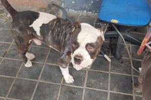 Rescaten a dos gossos amb ferides per tot el cos d'una planta baixa de València