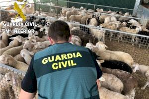Desmantelado un grupo criminal por robar más de 270 animales de ganado en Valencia durante el confinamiento