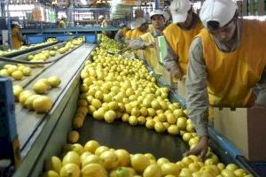 LA UNIÓ denuncia que la Unión Europea interceptó sólo entre mayo y junio un total 39 envíos en puertos europeos con limones de Argentina infestados con plagas devastadoras