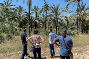 El Ayuntamiento de Orihuela destina cuatro parcelas municipales a la producción de palmeras para la replantación y reposición de ejemplares del Palmeral
