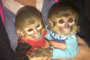 Intervienen un mono capuchino y dos monos talapoin en Santa Pola