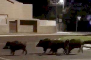 Porcs senglars pels carrers de Gandia (foto d'arxiu)