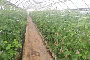 Cajamar presenta los resultados de 250 variedades hortofrutícolas