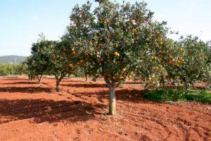 Cooperatives Agro-alimentàries, satisfecha por la decisión del Ministerio de Agricultura de autorizar la suelta del insecto depredador del Cotonet de les Valls