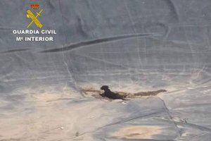 La Guardia Civil rescata a un perro que se había caído a una balsa de unos diez metros en Crevillente