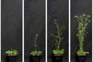 Desarrollan dos estrategias de regulación génica en plantas que permitirían decidir el momento de su floración o inducir su resistencia a la sequía