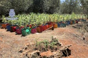 La Policía Nacional desmantela un cultivo de marihuana en  una zona de campo de Castellón