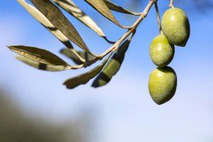 Un aceite de oliva valenciano entre los diez mejores del mundo