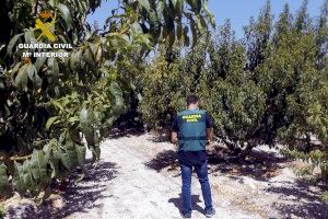 La Guardia Civil esclarece una decena de estafas a agricultores de la Vega Alta del Segura