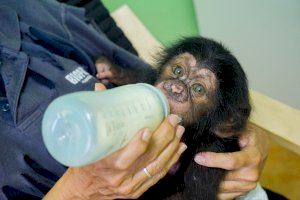 Djibril, el bebé chimpancé “huérfano” de BIOPARC: una historia con final feliz