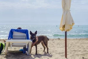 Compromís denuncia el abandono de la playa canina de Agua Amarga