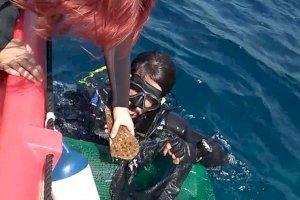 Investigadores de IMEDMAR-UCV instalan en la costa de Calpe nacras ‘Pinna rudis’, en peligro de extinción