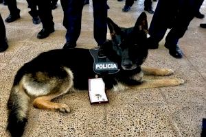 Fallece Bingo, el primer can de la Unidad Canina de Alaquàs